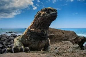 Closeup of lizard in Floreana, Ecuador