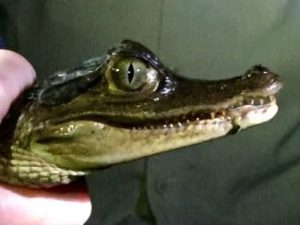 Closeup of a curious caiman being held in a human hand