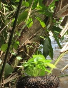 Natural terrarium growing from a monkey's comb on a trail in the Ecuadorian forest