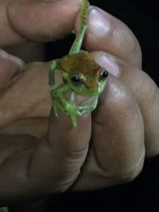 A tiny frog rests on a human fingertip