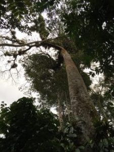 Looking up toward the top of a giant Ceibo tree