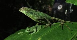 A green lizard stands behind a tiny frog on a leaf