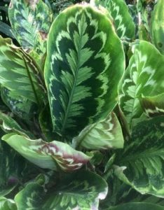 Green patterned leaves near a waterfall in Ecuador