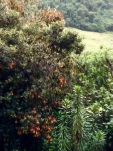 A colorful tree along a trail near Papallacta, Ecuador