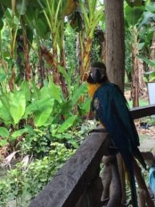 A colorful macaw perches on a wooden railing in a Quichua community in Ecuador
