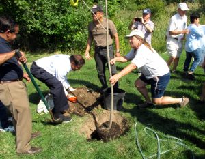 Planting trees together is an enjoyable part of collaborative greening.