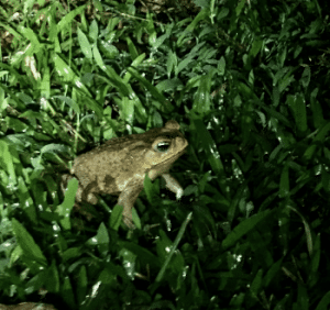 Frog calls in the rainforest can sometimes sound like the dead spirits calling from their graves.