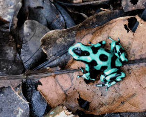 A green and black poison dart frog sits on a pale brown leaf.