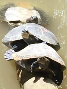 A line of turtles balances on a log in the water