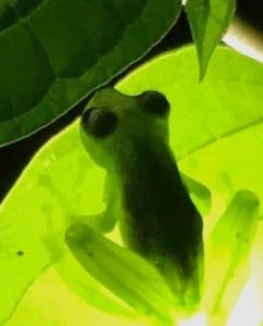 The transparency of glass frogs provides a gift to themselves as camouflage, but it’s a bother for predators who can’t see them.