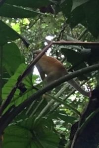 A monkey in a tree near Anaconda Island