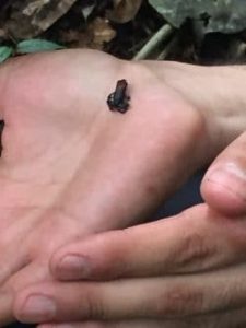 A tiny frog spotted on a leaf in the forest